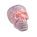 Skull - 22 x 22 x 31 cm